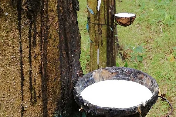 Xuất khẩu cao su sang các thị trường lớn đều tăng mạnh trong 10 tháng đầu năm 2019 